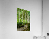 Temperate Rainforest of the Pacific Northwest 2  Acrylic Print