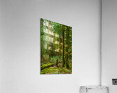Temperate Rainforest of the Pacific Northwest 3  Acrylic Print