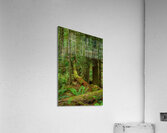 Temperate Rainforest of the Pacific Northwest 7  Acrylic Print