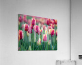 Tulip Fields  1  Acrylic Print