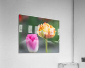 Tulip Fields  2  Acrylic Print
