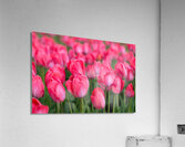 Tulip Fields  5  Acrylic Print