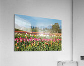 Tulip Fields  6  Acrylic Print