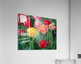 Tulip Fields  8  Acrylic Print