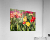 Tulip Fields  9  Acrylic Print