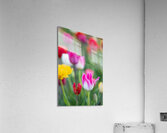 Tulip Fields  11  Acrylic Print