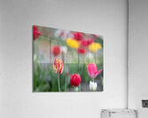 Tulip Fields  1  Acrylic Print
