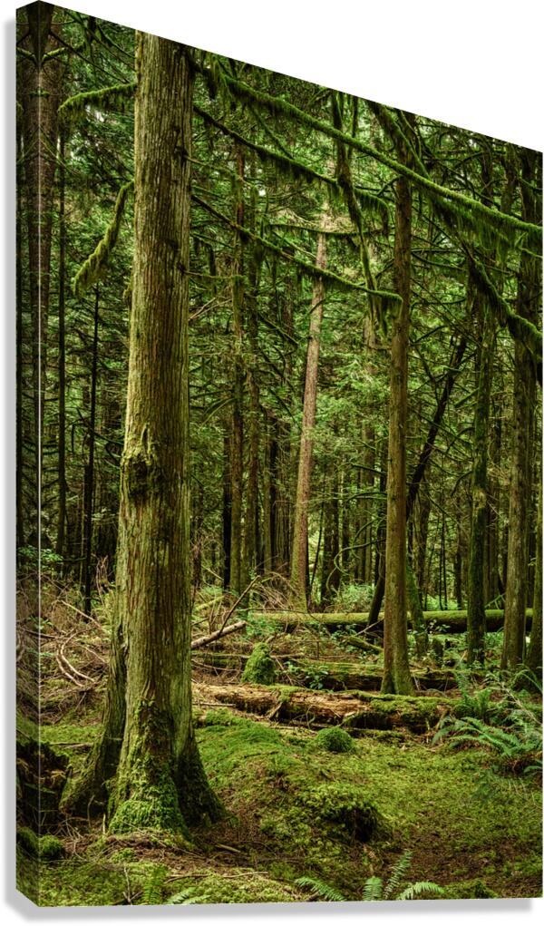 Temperate Rainforest of the Pacific Northwest 4  Canvas Print