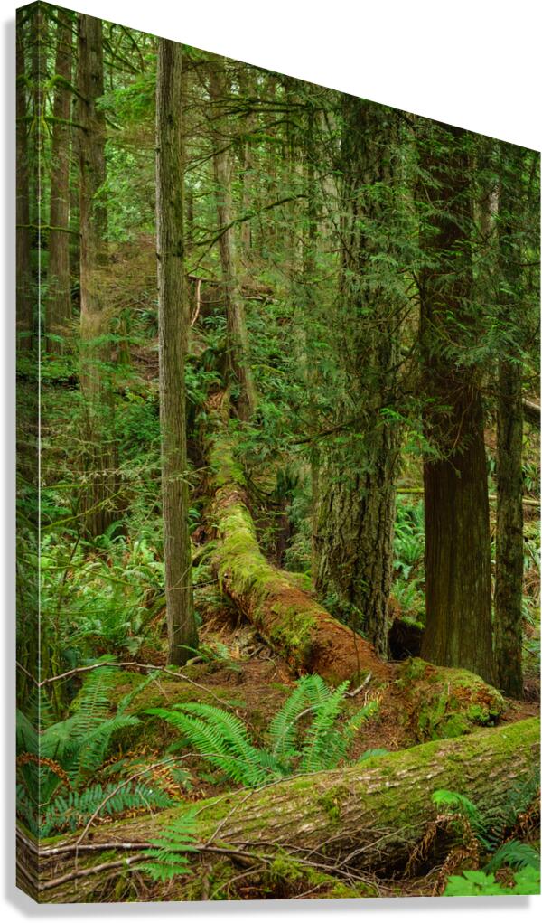 Temperate Rainforest of the Pacific Northwest 7  Canvas Print