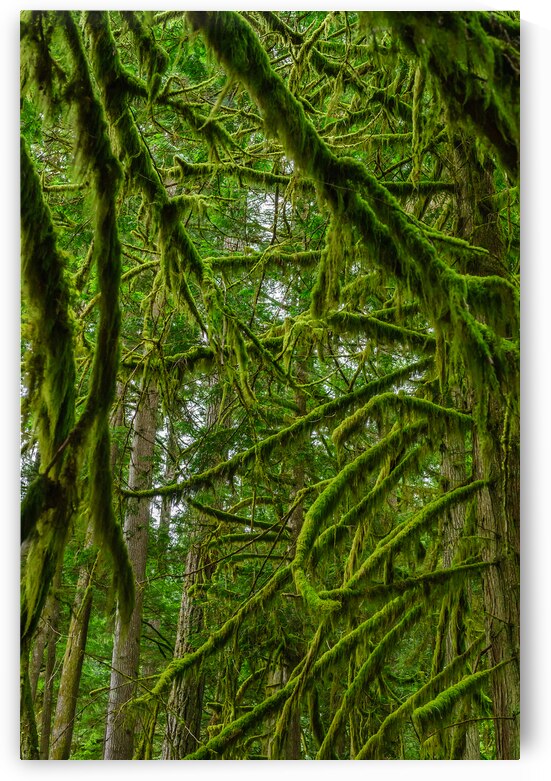 Temperate Rainforest of the Pacific Northwest 1 by Andrea Bruns