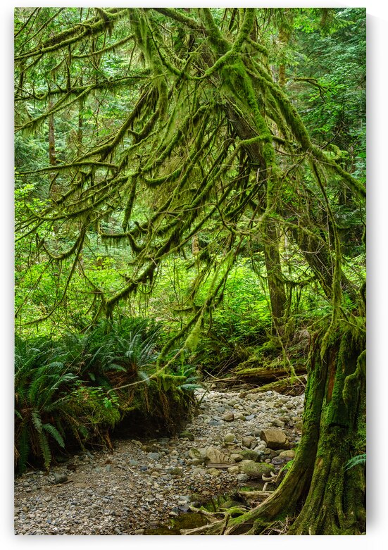 Temperate Rainforest of the Pacific Northwest 2 by Andrea Bruns