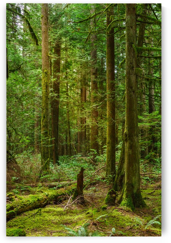 Temperate Rainforest of the Pacific Northwest 3 by Andrea Bruns