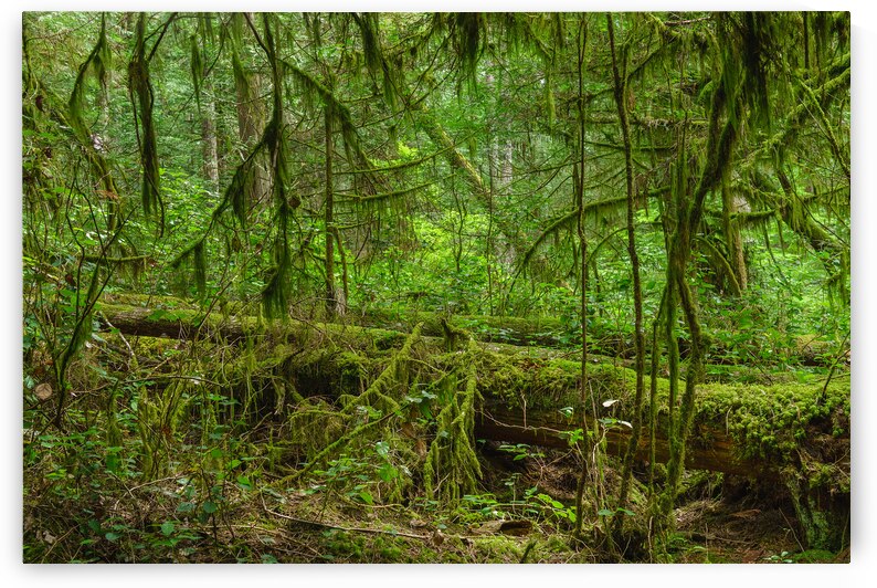 Temperate Rainforest of the Pacific Northwest 6 by Andrea Bruns