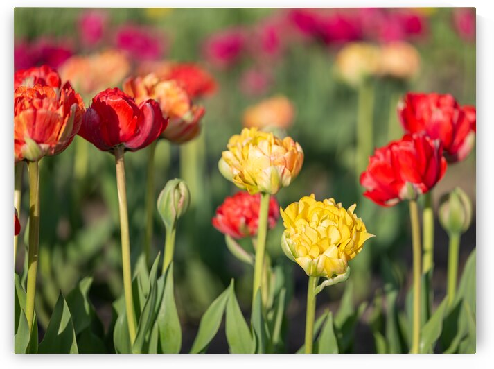 Tulip Fields  9 by Andrea Bruns