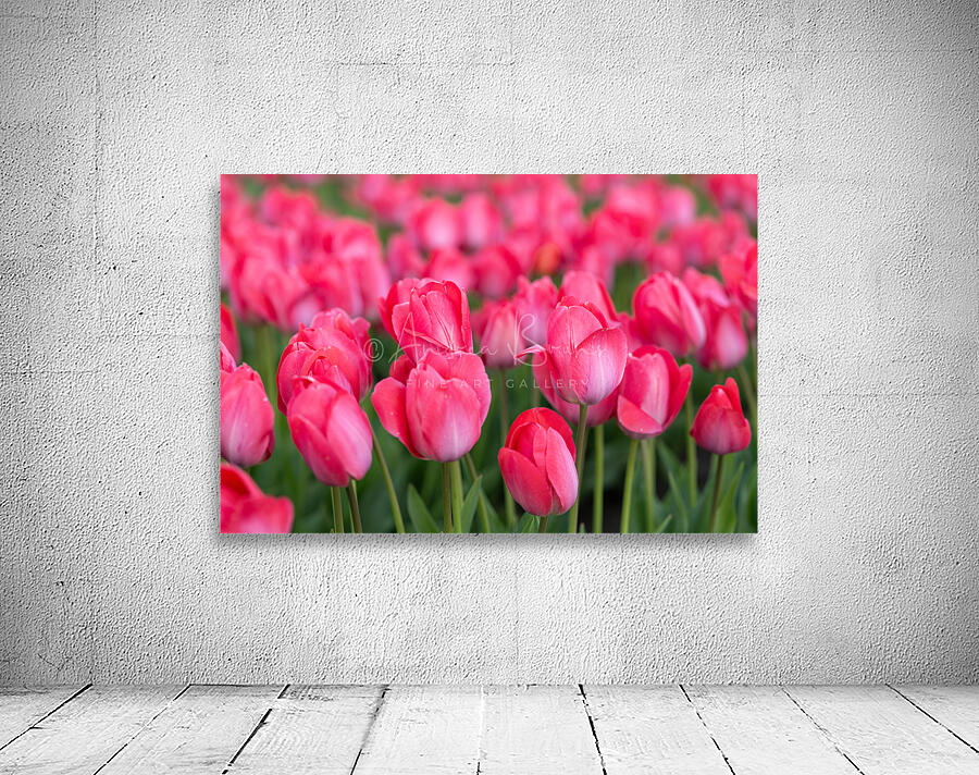 Tulip Fields  5 by Andrea Bruns
