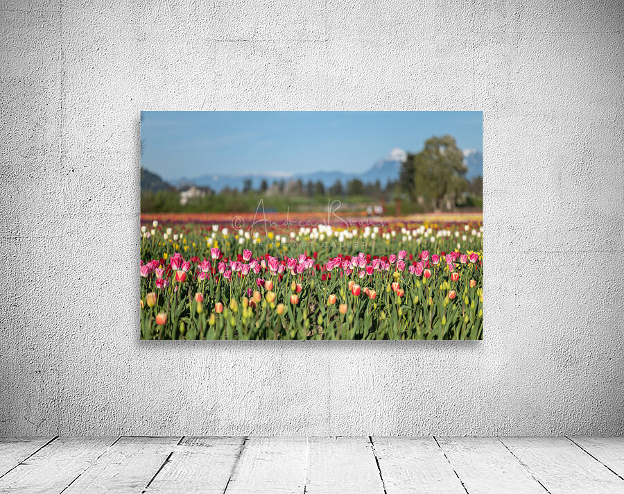 Tulip Fields  6 by Andrea Bruns