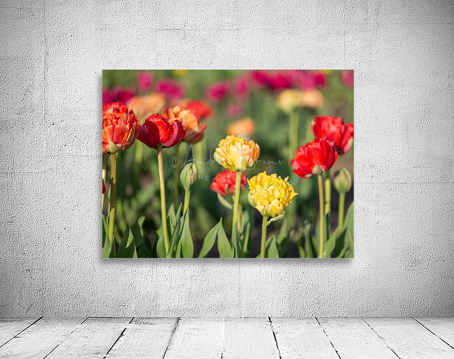Tulip Fields  9 by Andrea Bruns
