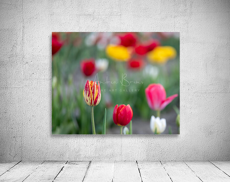Tulip Fields  1 by Andrea Bruns