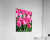 Tulip Fields  3  Acrylic Print