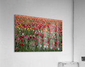 Tulip Fields  4  Acrylic Print