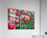 Tulip Fields  7  Impression acrylique