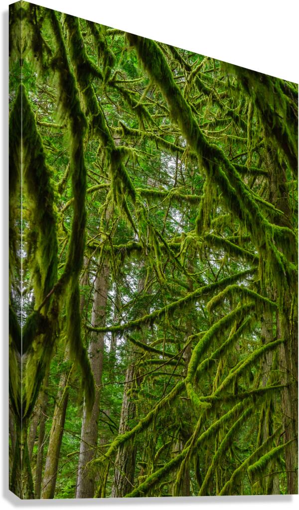 Temperate Rainforest of the Pacific Northwest 1  Canvas Print