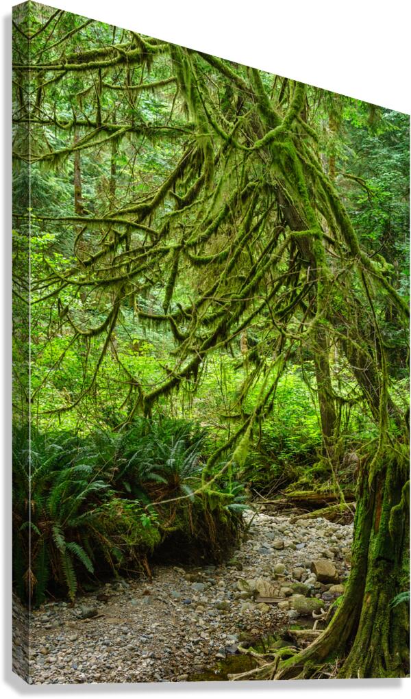 Temperate Rainforest of the Pacific Northwest 2  Canvas Print