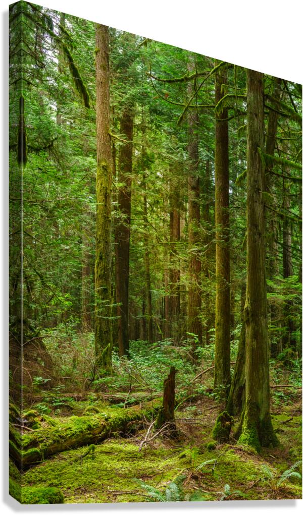 Temperate Rainforest of the Pacific Northwest 3  Impression sur toile