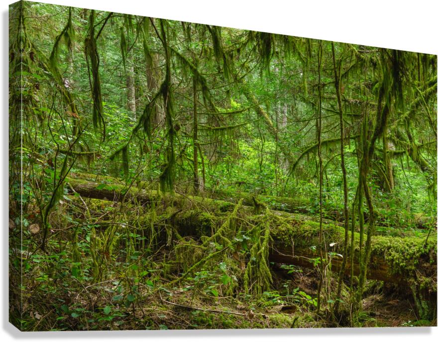 Temperate Rainforest of the Pacific Northwest 6  Canvas Print