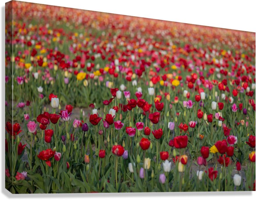 Tulip Fields  4  Canvas Print