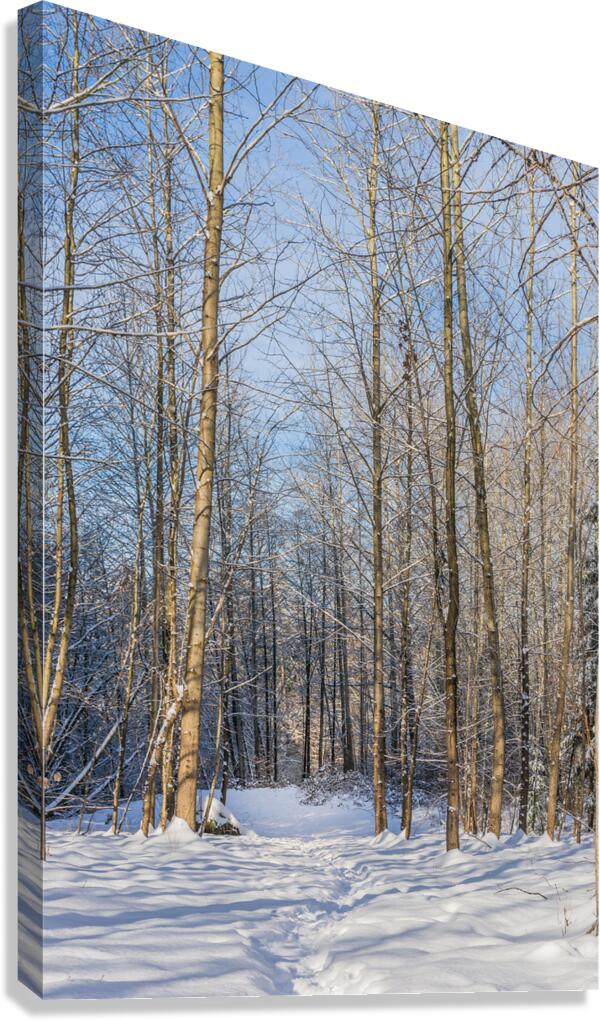 Winter Wald  Canvas Print