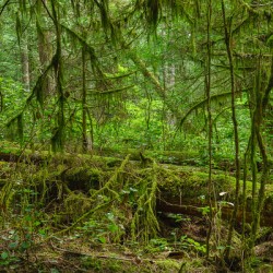 Temperate Rainforest of the Pacific Northwest 6