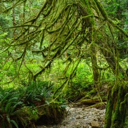 Temperate Rainforest of the Pacific Northwest 2