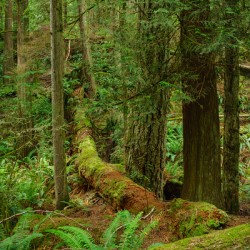 Temperate Rainforest of the Pacific Northwest 7