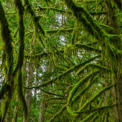 Temperate Rainforest of the Pacific Northwest 1
