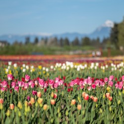 Tulip Fields  6