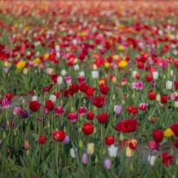 Tulip Fields  4