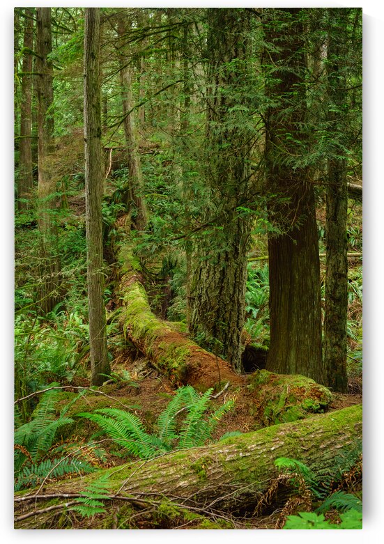 Temperate Rainforest of the Pacific Northwest 7 by Andrea Bruns