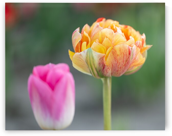Tulip Fields  2 by Andrea Bruns