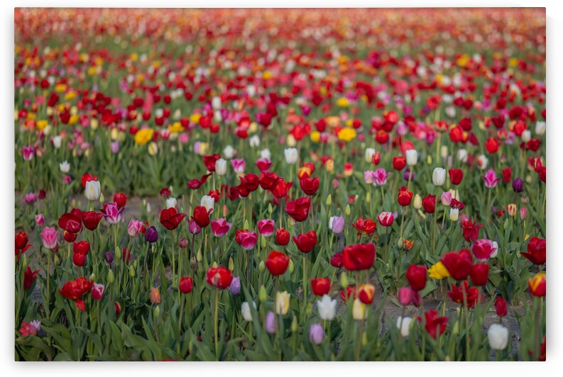Tulip Fields  4 by Andrea Bruns
