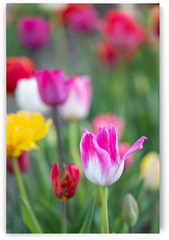 Tulip Fields  11 by Andrea Bruns