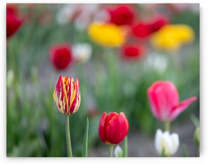 Tulip Fields  1 by Andrea Bruns