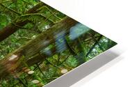 Temperate Rainforest of the Pacific Northwest 3 HD Metal print