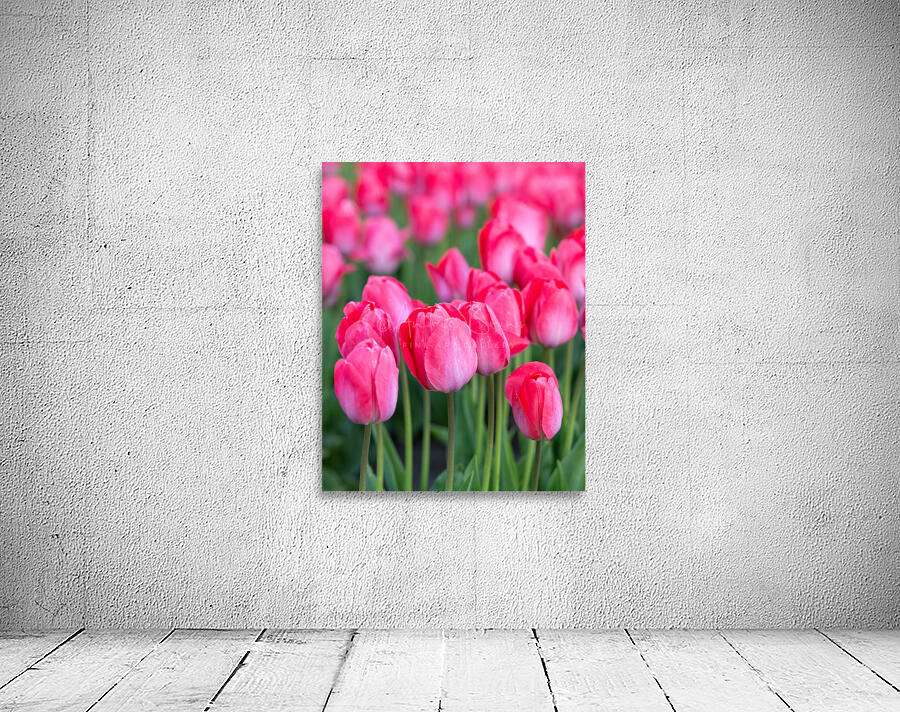 Tulip Fields  3 by Andrea Bruns