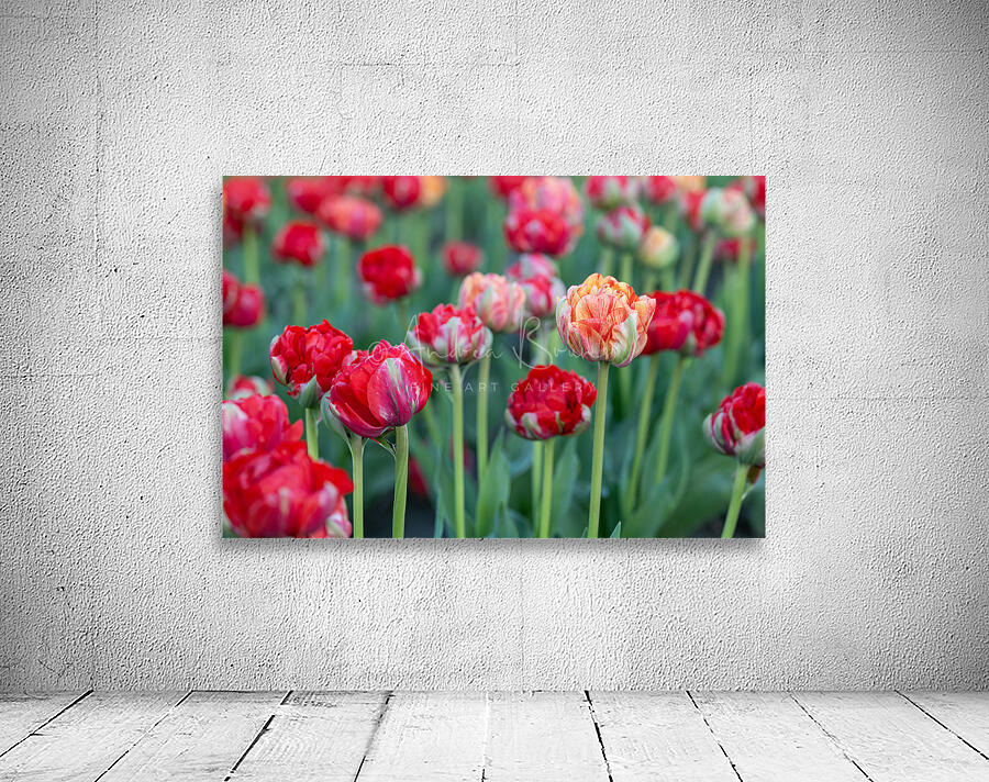 Tulip Fields  7 by Andrea Bruns